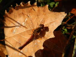 Sympetrum vicinum (Hagen 1861) resmi