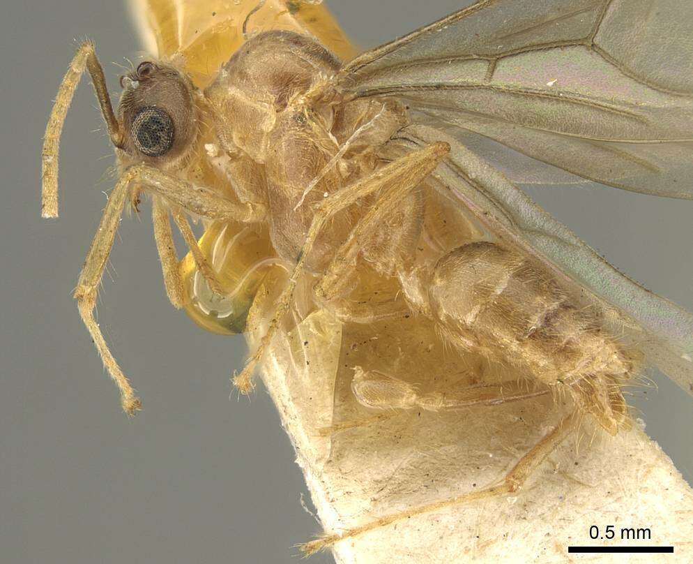 Image of Pseudolasius sumatrensis (Mayr 1883)