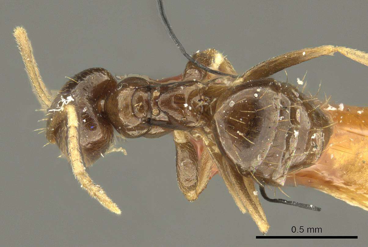 Imagem de Brachymyrmex