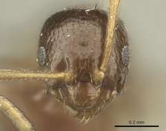 Imagem de Brachymyrmex