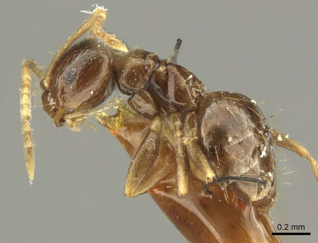 Imagem de Brachymyrmex