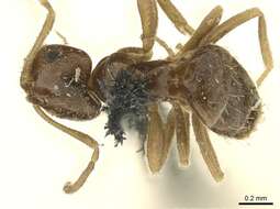 Image of Ant