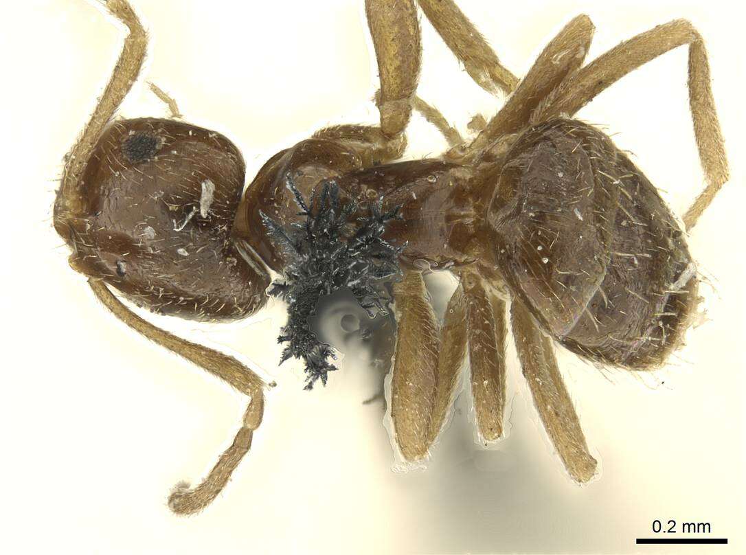 Image of Ant