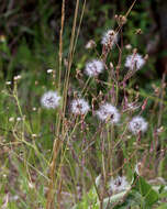 Image of grassleaf lettuce