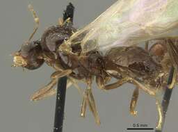 Imagem de Brachymyrmex coactus Mayr 1887