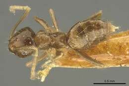 صورة Brachymyrmex pictus Mayr 1887