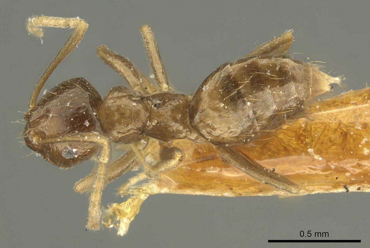 صورة Brachymyrmex pictus Mayr 1887