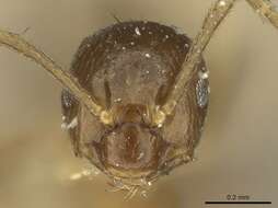 صورة Brachymyrmex pictus Mayr 1887