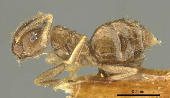 Image of Brachymyrmex pictus Mayr 1887