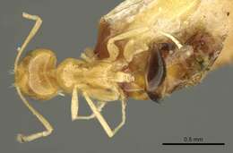 صورة Brachymyrmex pictus Mayr 1887