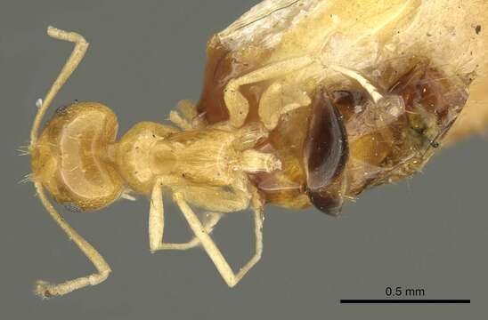 Image of Brachymyrmex pictus Mayr 1887