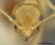 صورة Brachymyrmex pictus Mayr 1887