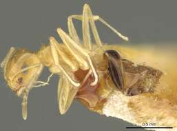 صورة Brachymyrmex pictus Mayr 1887