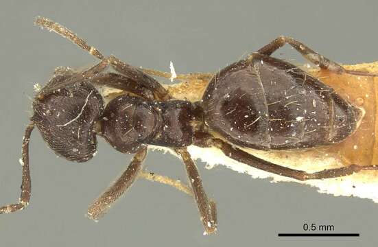 Image of Brachymyrmex tristis Mayr 1870