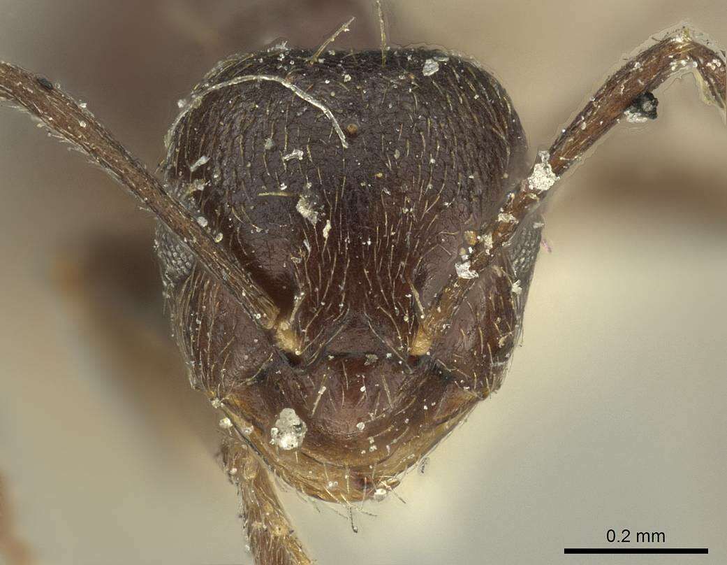 Imagem de Brachymyrmex tristis Mayr 1870