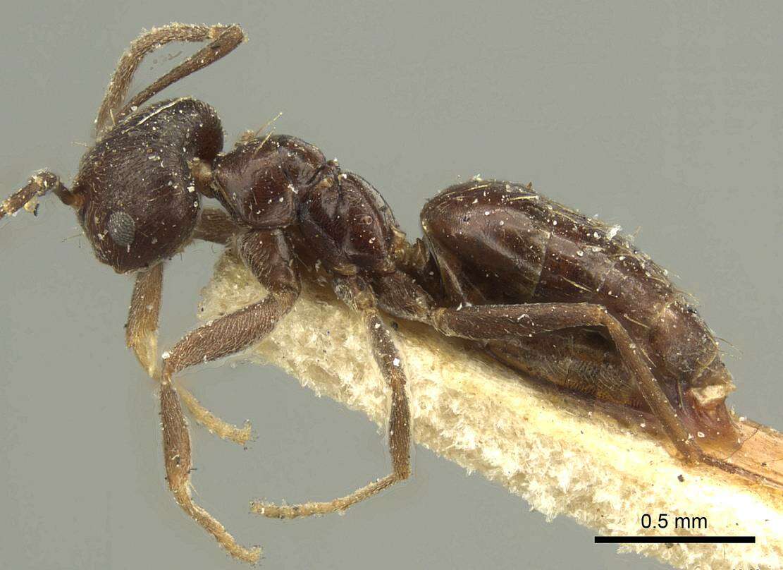 Imagem de Brachymyrmex tristis Mayr 1870