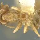 Image of Gesomyrmex spatulatus Cole 1949