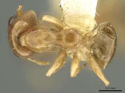 Image of Gesomyrmex spatulatus Cole 1949