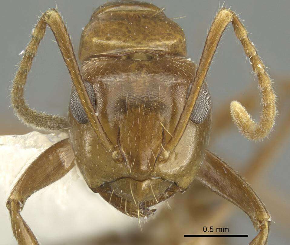 Image of Formicinae