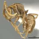 Image of Camponotus andyyoungi