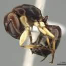 Imagem de Camponotus christmasensis