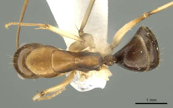 Image of Camponotus churchetti