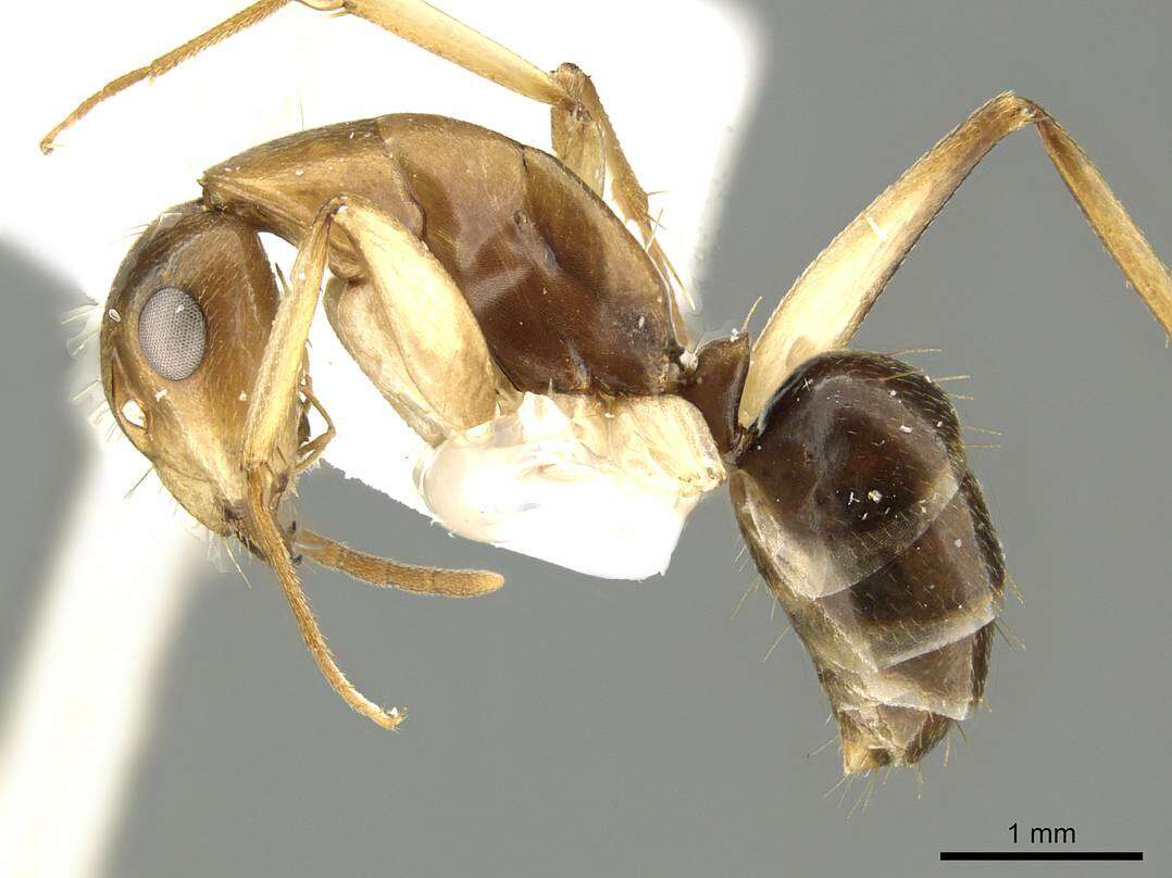 Image de Camponotus churchetti