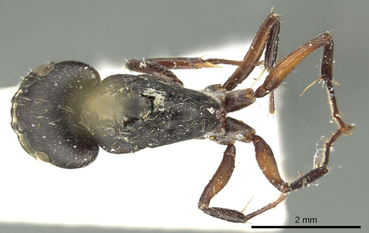 Image of Camponotus arcuatus Mayr 1876