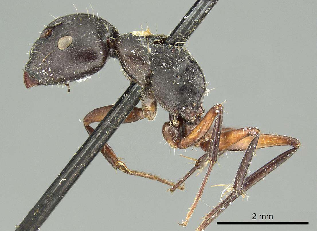 Image of Camponotus arcuatus Mayr 1876