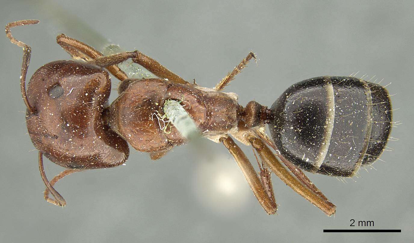 صورة Camponotus capito Mayr 1876