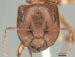 صورة Camponotus capito Mayr 1876