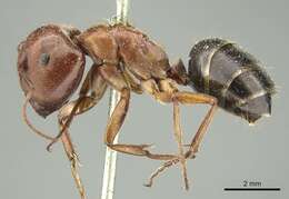 صورة Camponotus capito Mayr 1876