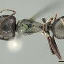 Image de Camponotus crenatus Mayr 1876