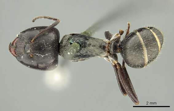 Image de Camponotus crenatus Mayr 1876