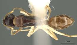 Image of Camponotus guidae