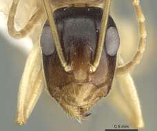 Image de Camponotus guidae