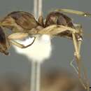 Image of Camponotus malleensis