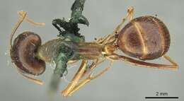 صورة Camponotus novaehollandiae Mayr 1870