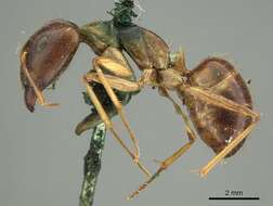 صورة Camponotus novaehollandiae Mayr 1870