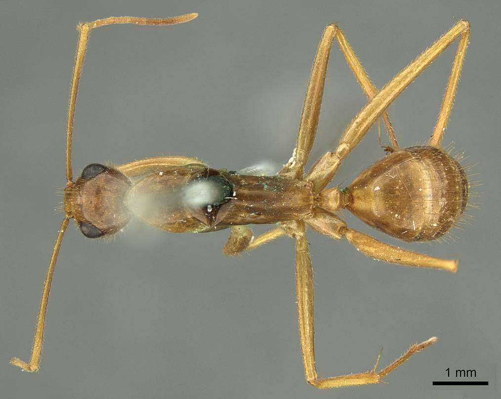 صورة Camponotus novaehollandiae Mayr 1870