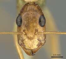 صورة Camponotus novaehollandiae Mayr 1870