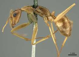 صورة Camponotus novaehollandiae Mayr 1870