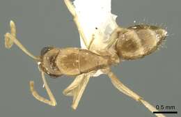 Image of Camponotus samueli