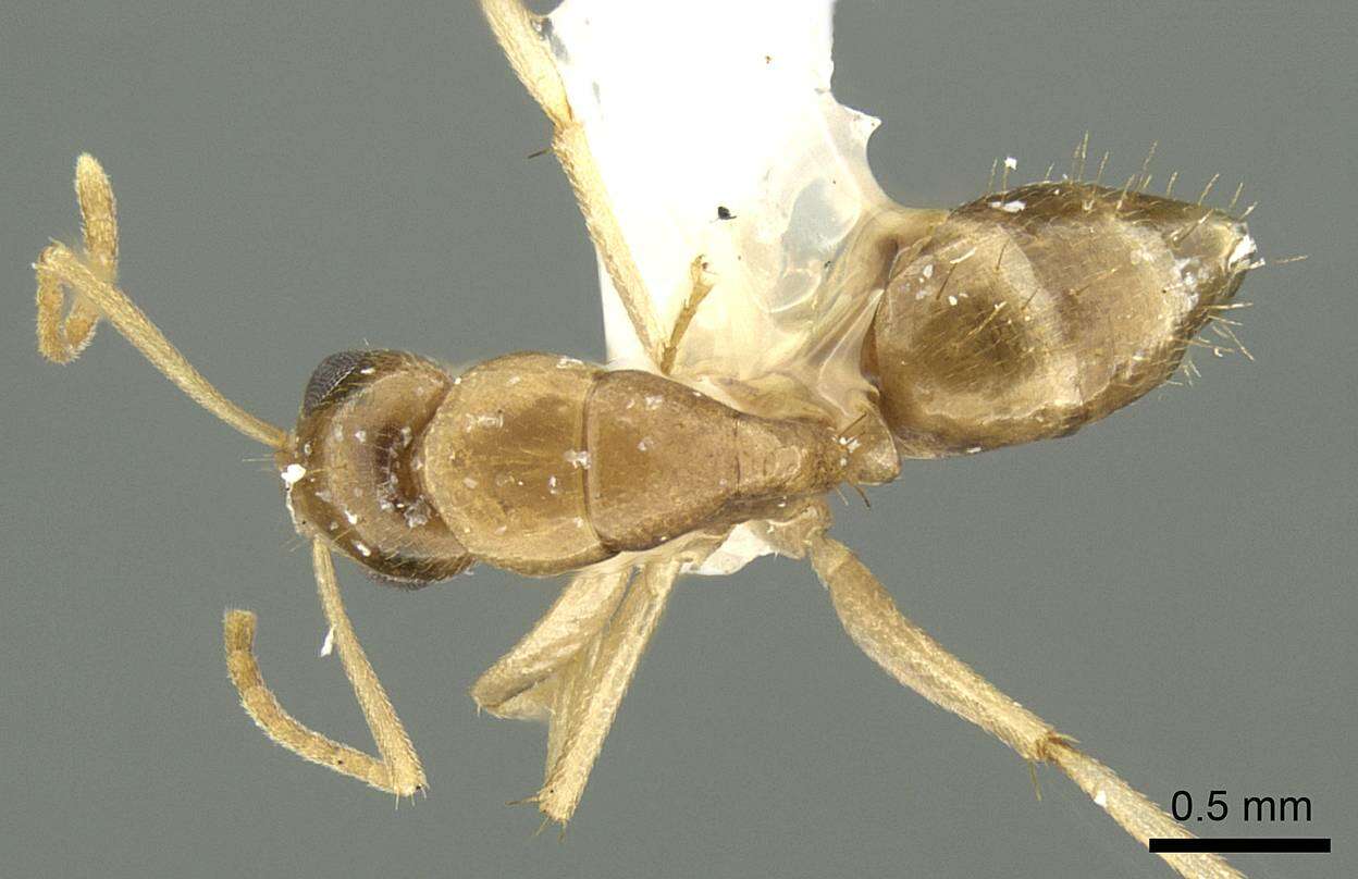 Image of Camponotus samueli