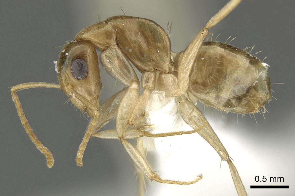 Image of Camponotus samueli