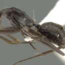 Image of Camponotus stefani