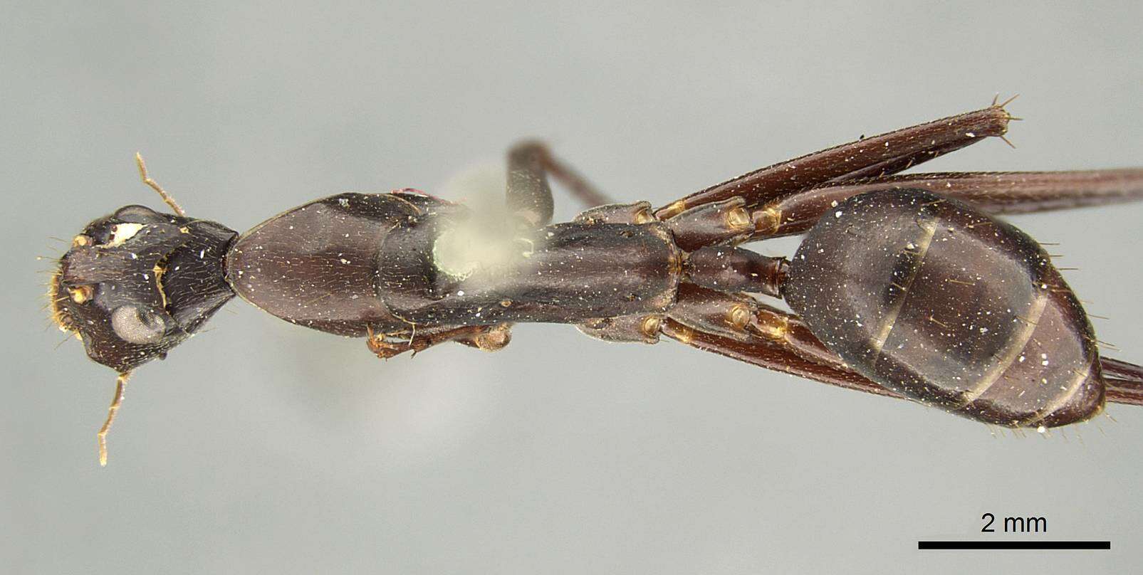 Plancia ëd Camponotus subnitidus Mayr 1876