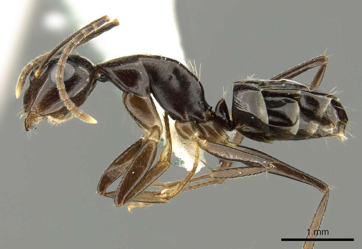 Image of Formicinae