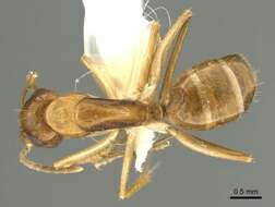 Image of Camponotus woodroffeensis