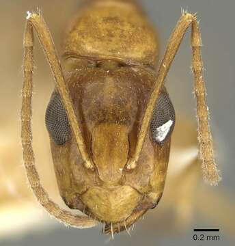 Image of Camponotus woodroffeensis